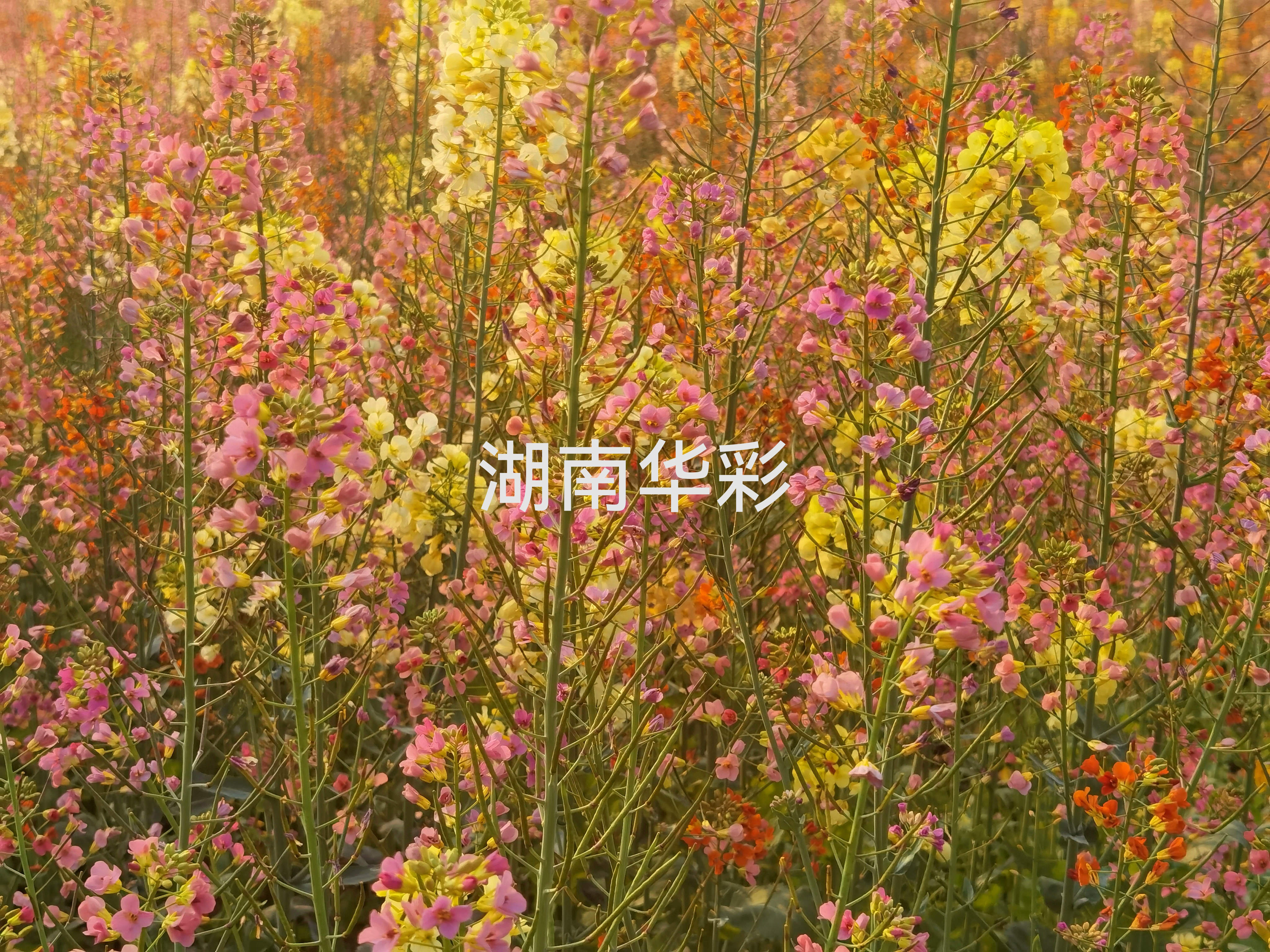 24年度外放顏色