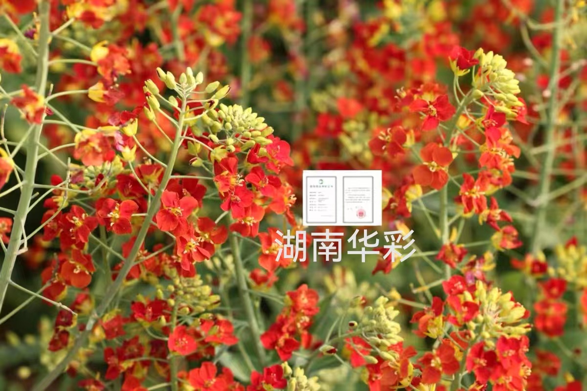 24年度外放顏色