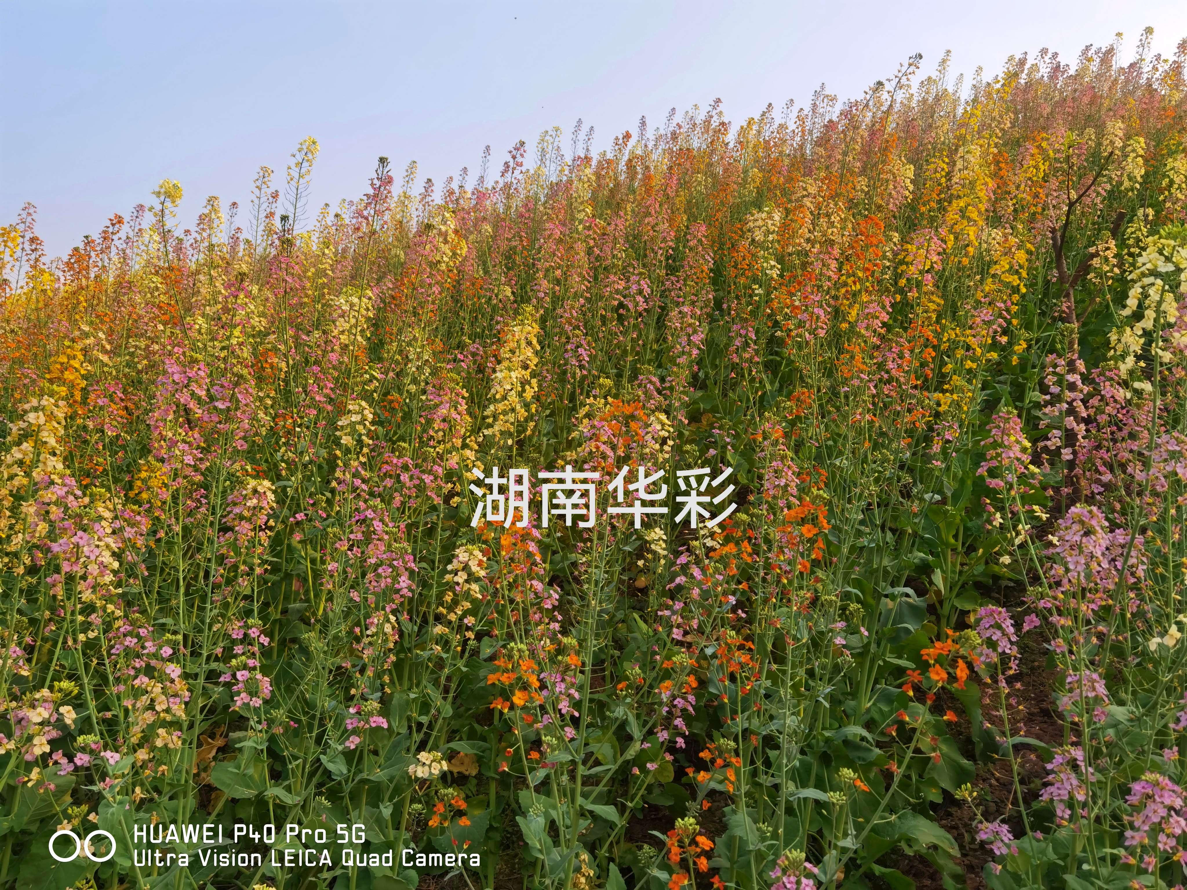 24年度外放顏色