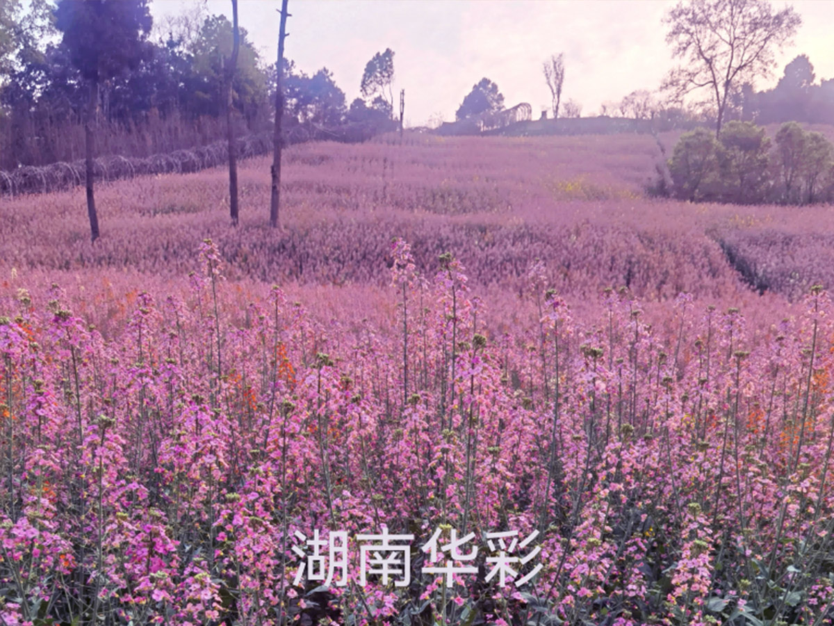 24年度外放顏色