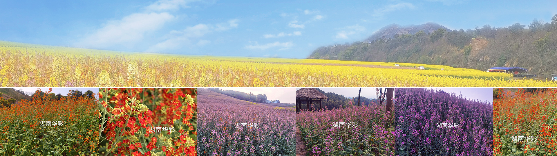 彩色油菜花的研究與開發推廣