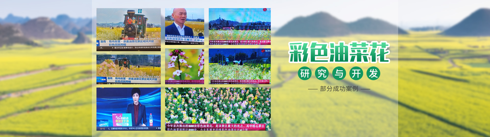 彩色油菜花的研究與開發推廣