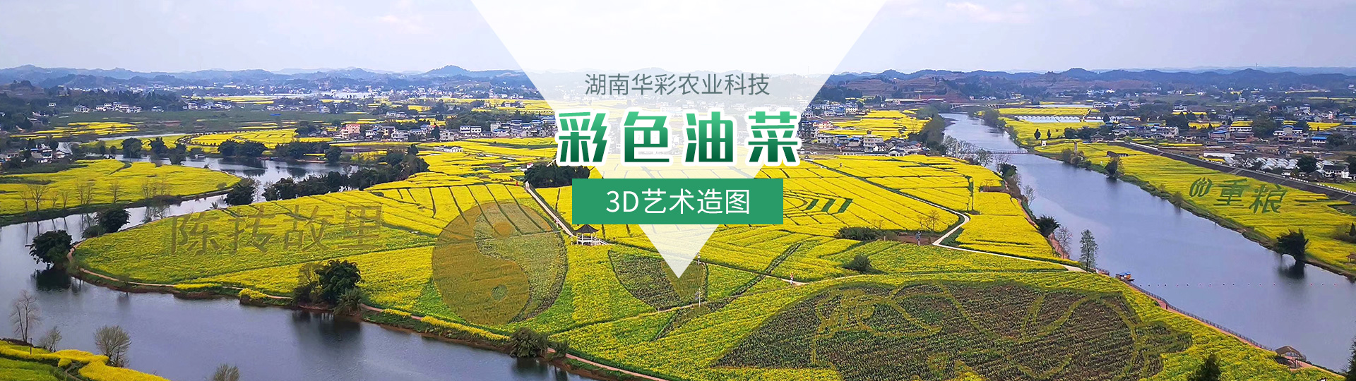 彩色油菜花的研究與開發推廣